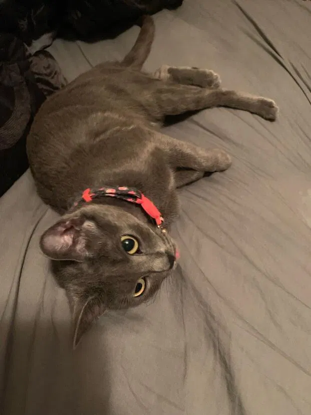 Lost cat in Corpus Christi, TX, 78413