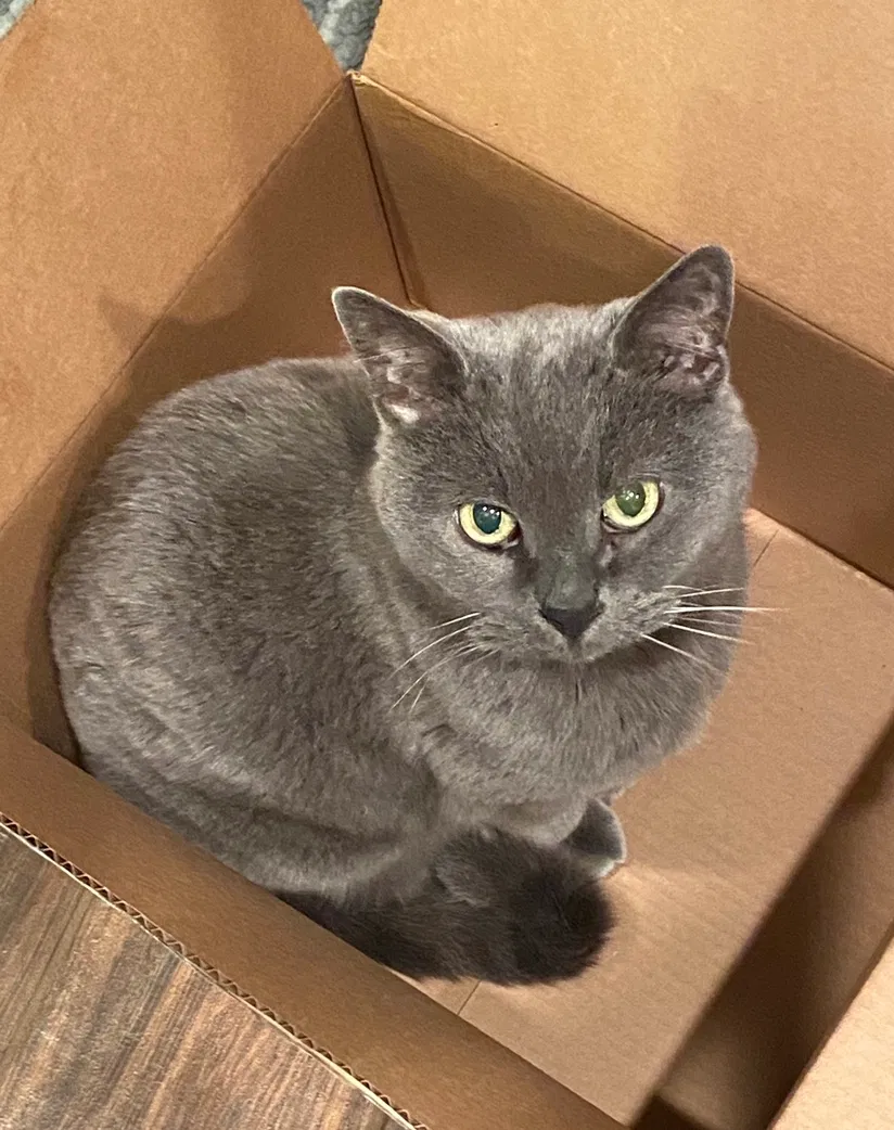 Lost cat in Wichita, KS, 67212