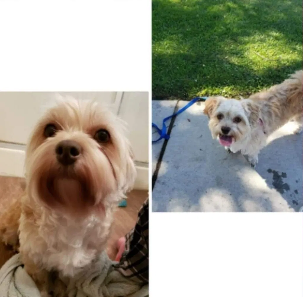 Lost dog in Oceano, CA, 93445