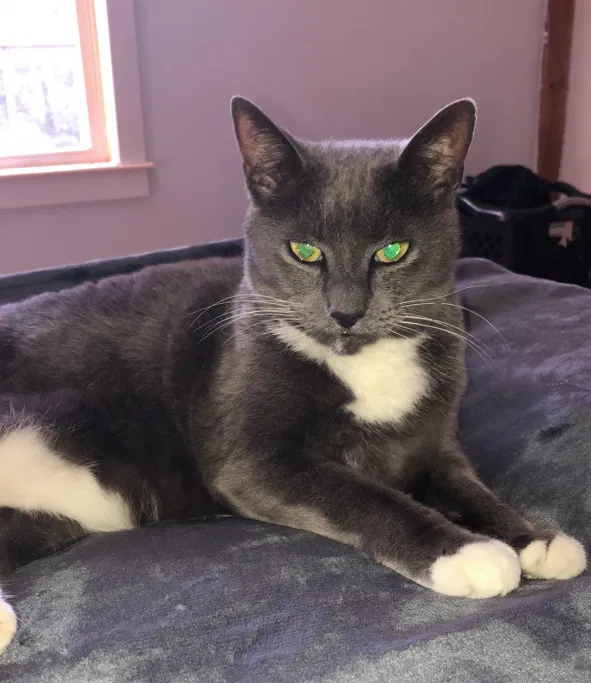 Lost cat in Ashby, MA, 1431
