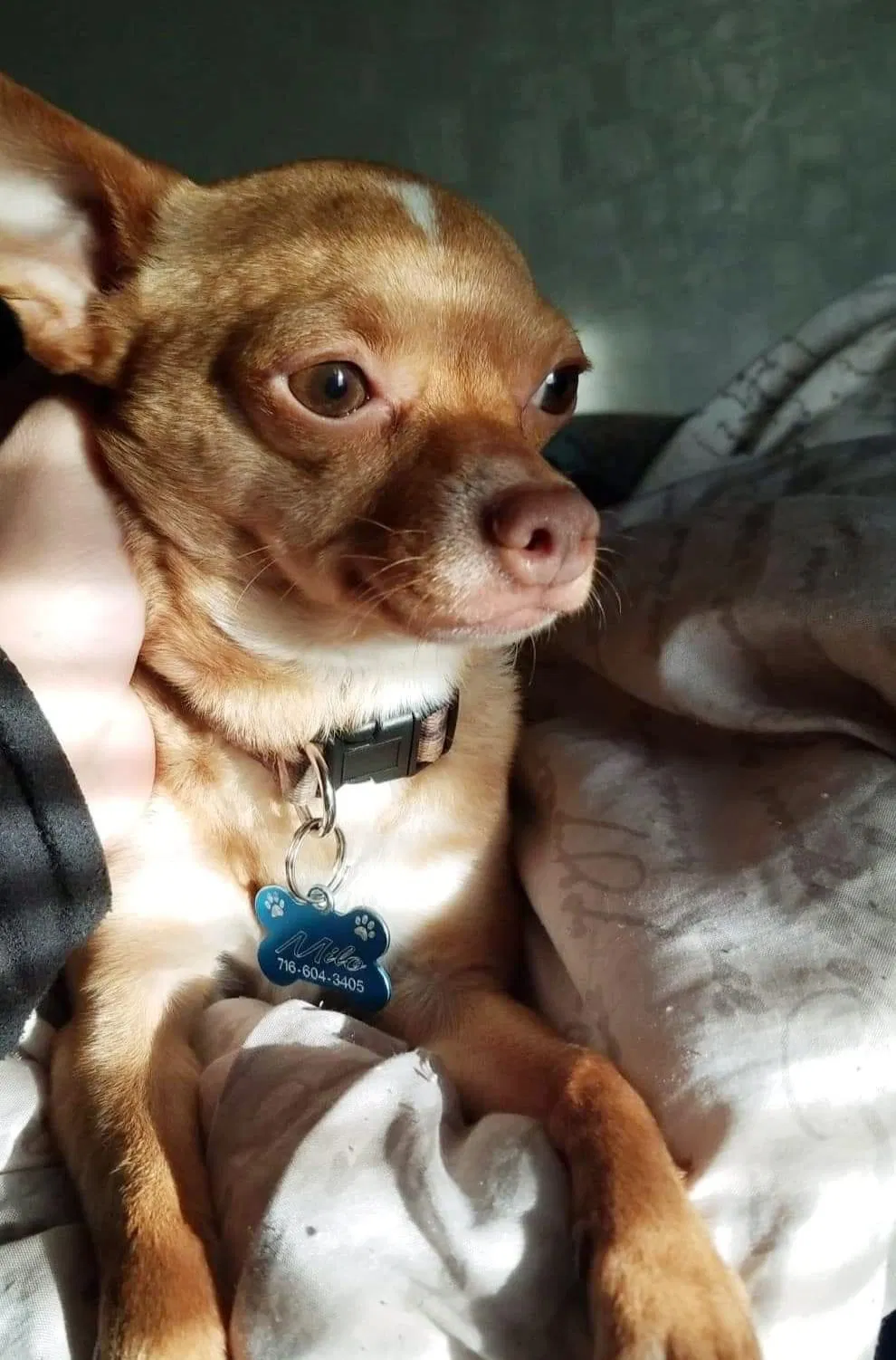 Lost dog in Buffalo, NY, 14215