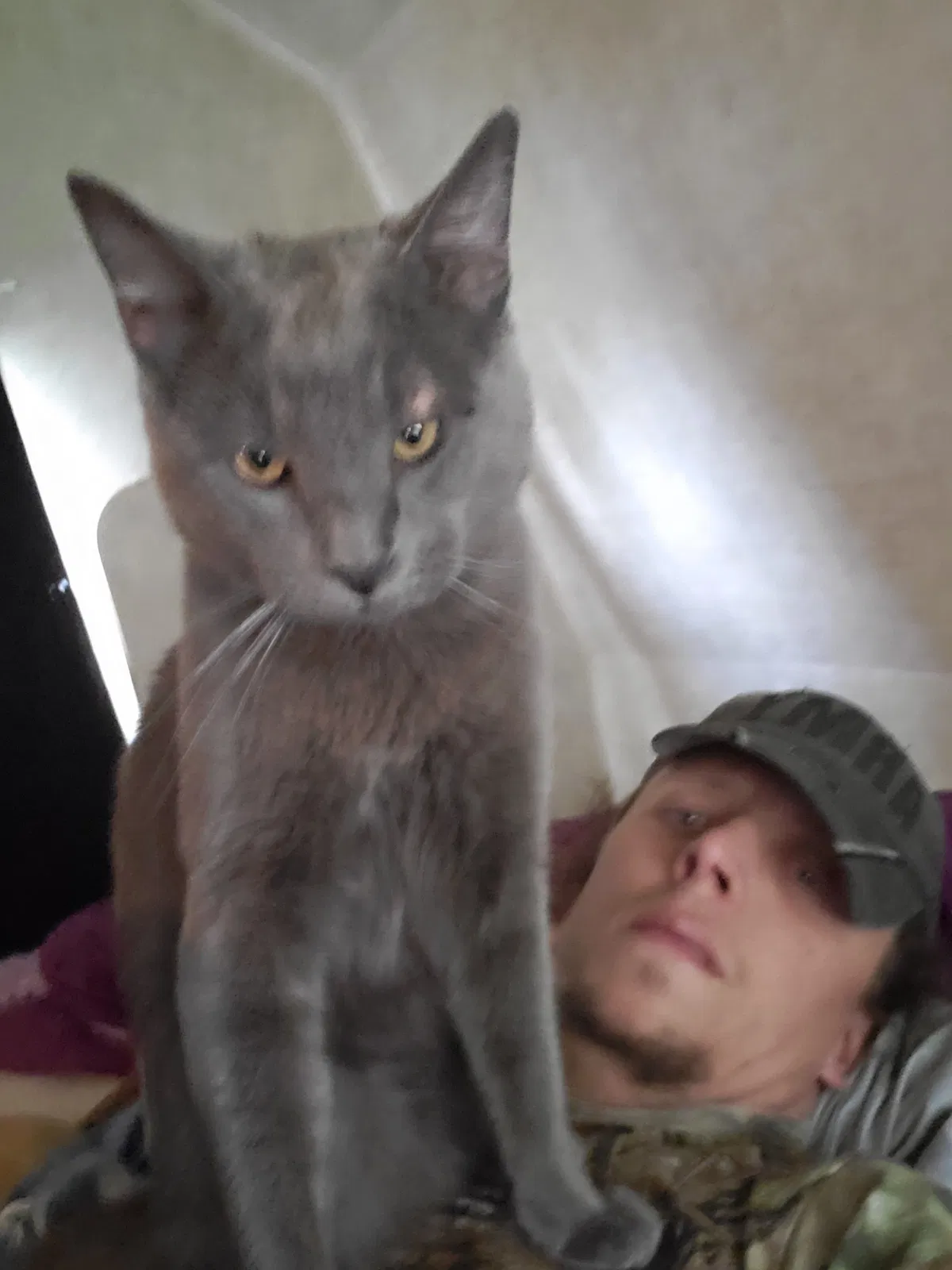 Lost cat in Kodak, TN, 37764