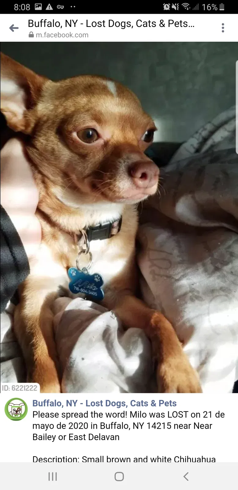 Lost dog in Buffalo, NY, 14215