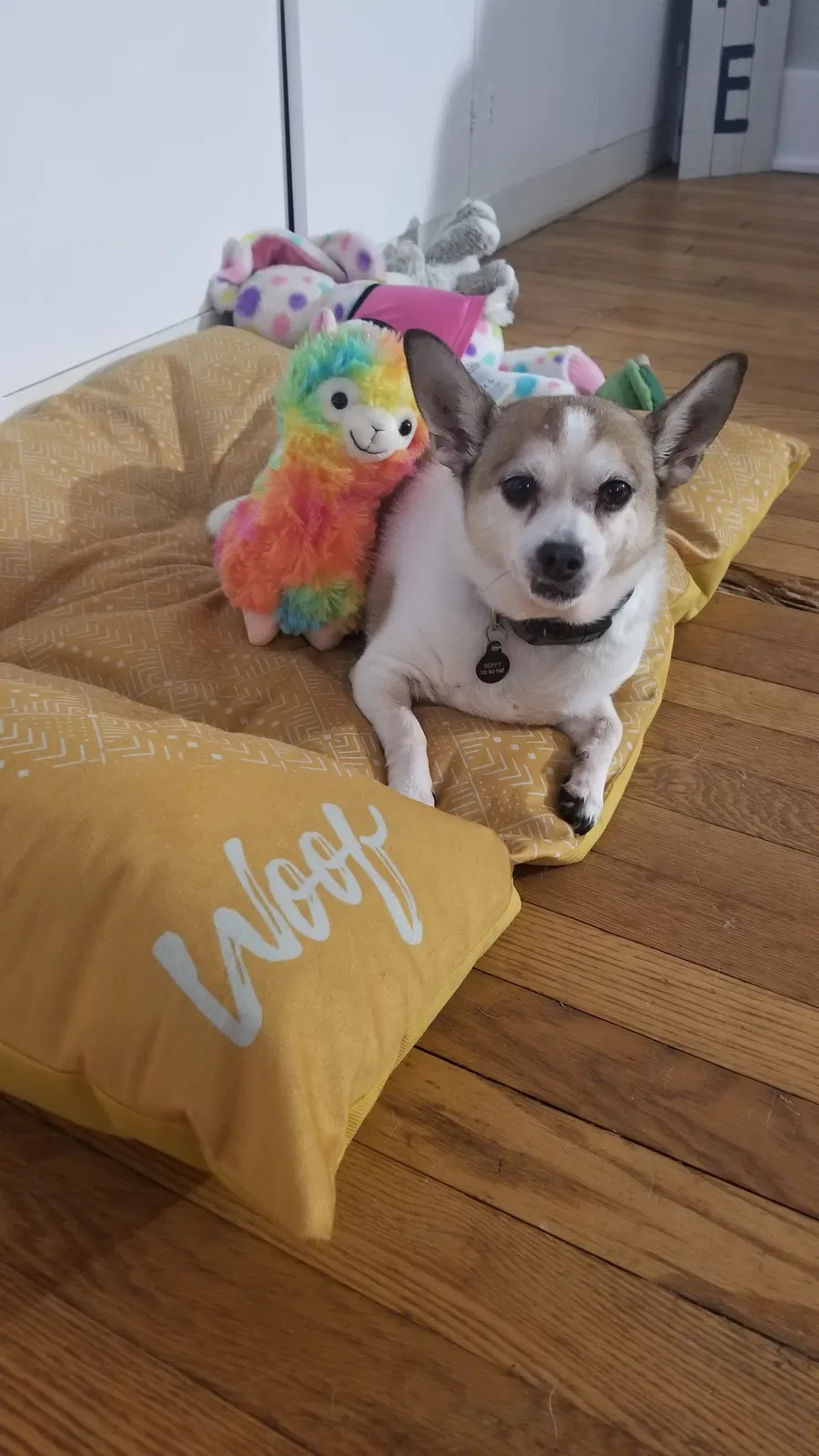 Lost dog in Akron, OH, 44320