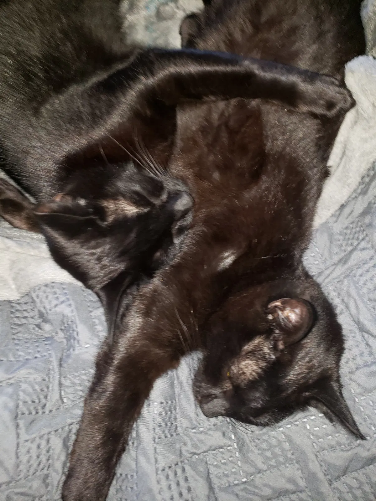 Lost cat in Sedro Woolley, WA, 98284