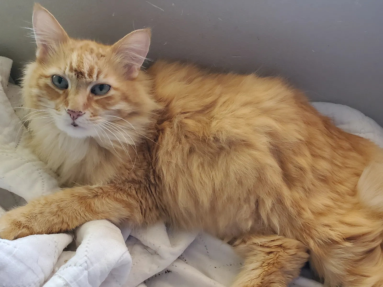 Lost cat in Spokane, WA, 99208