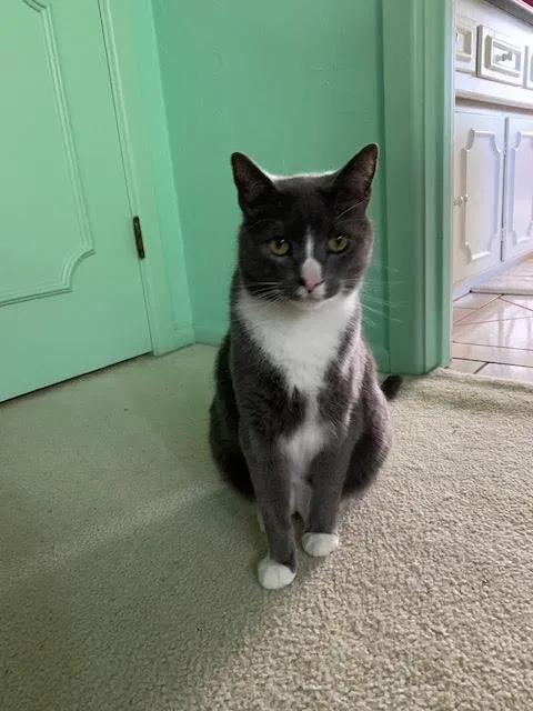 Lost cat in Lubbock, TX, 79413