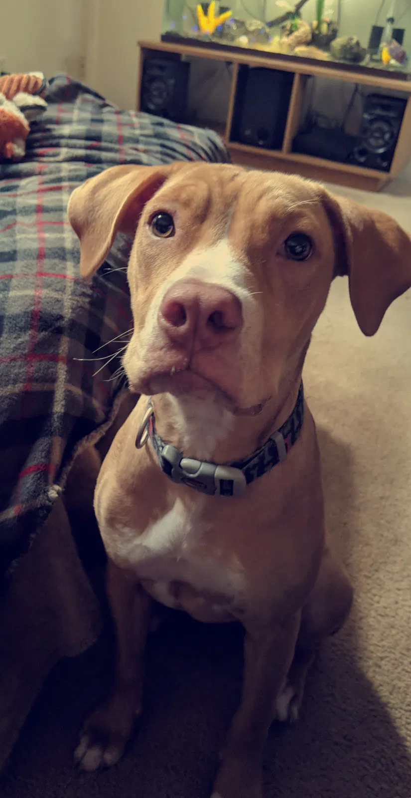 Lost dog in Greenville, FL, 32331