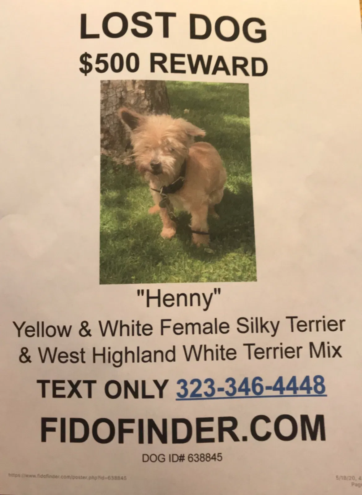 Lost dog in Los Angeles, CA, 90041