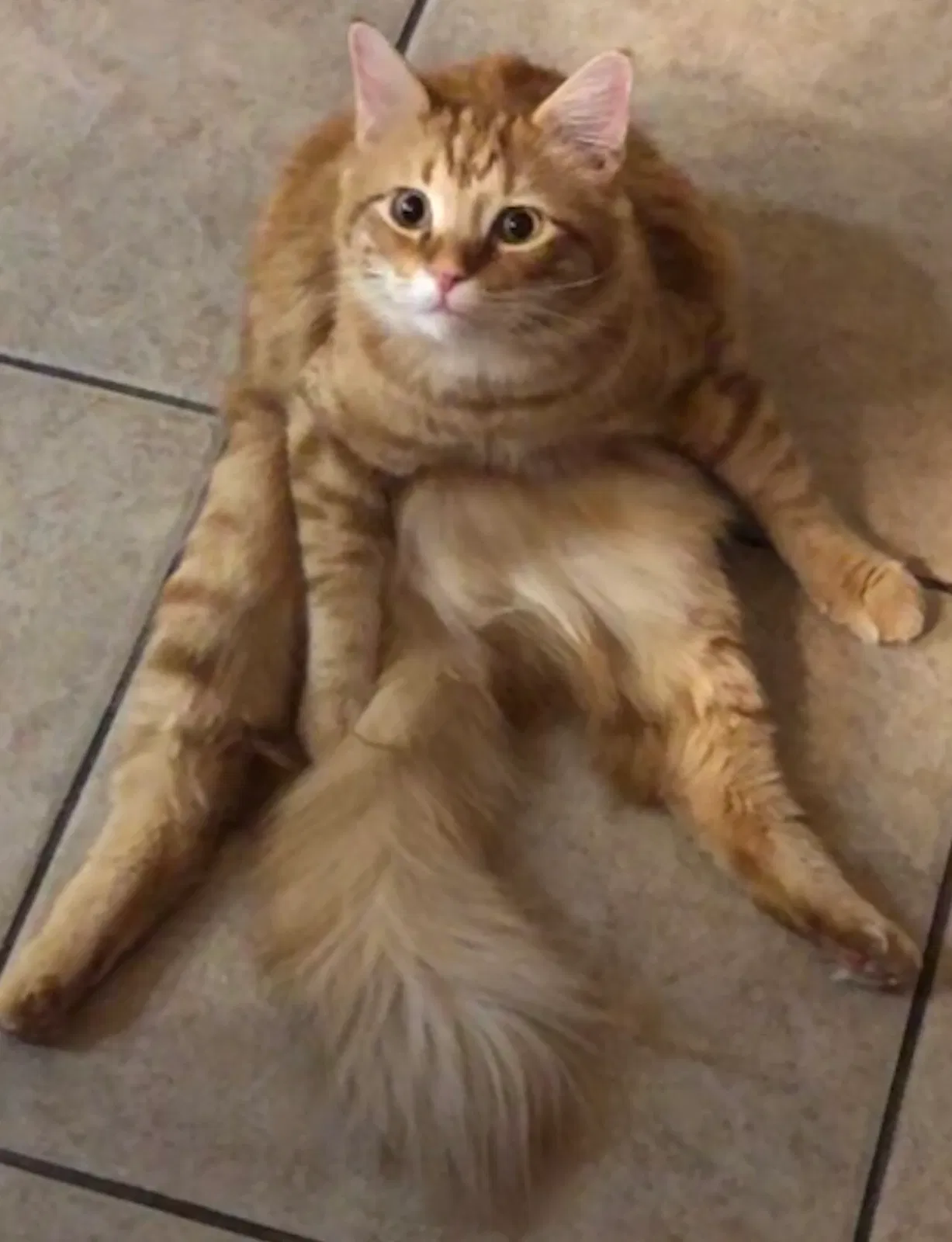 Lost cat in Orlando, FL, 32832