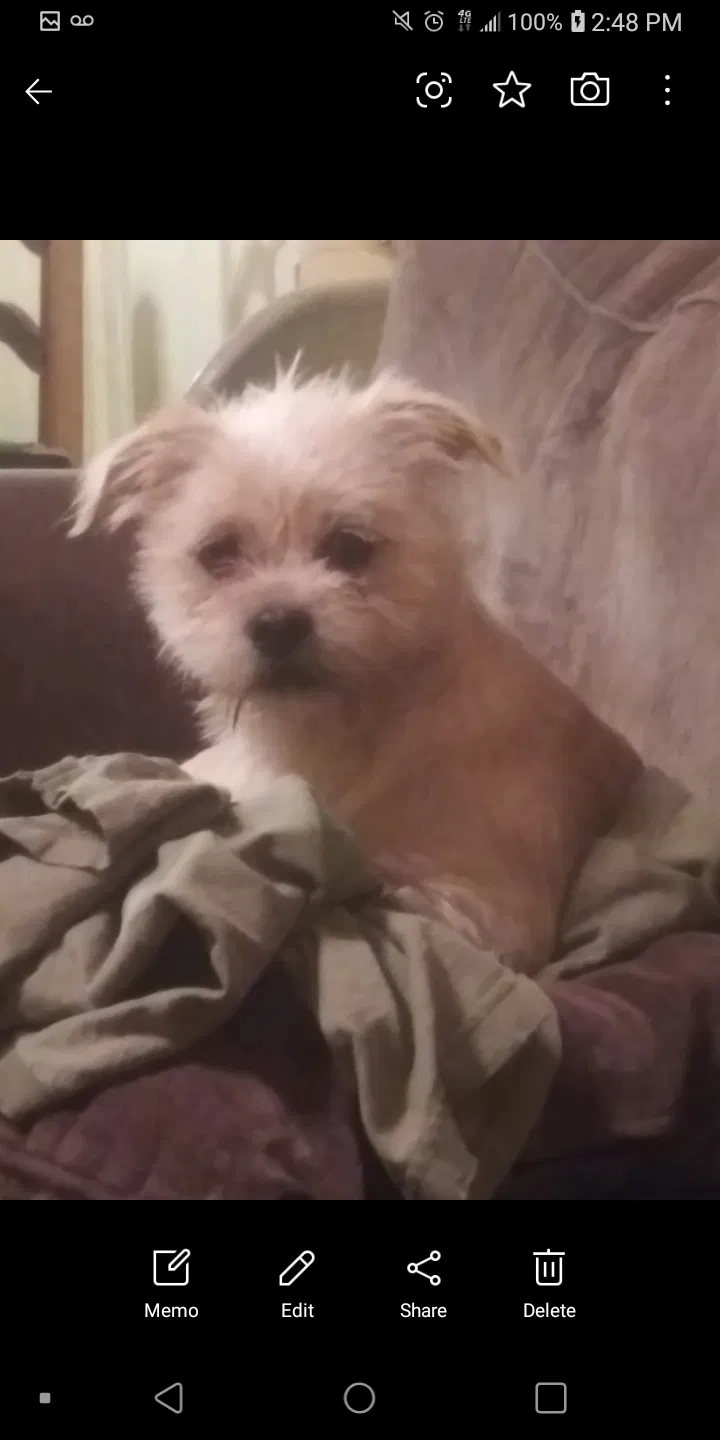 Lost dog in El Paso, TX, 79915