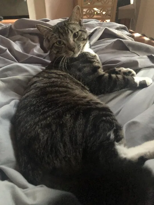 Lost cat in Fort Lauderdale, FL, 33309