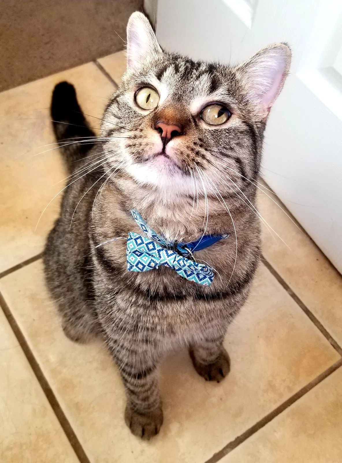 Lost cat in New Orleans, LA, 70117