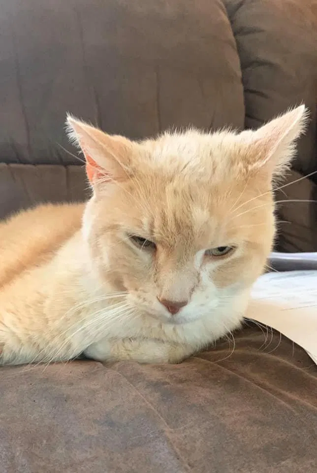 Lost cat in Lawrence, KS, 66047