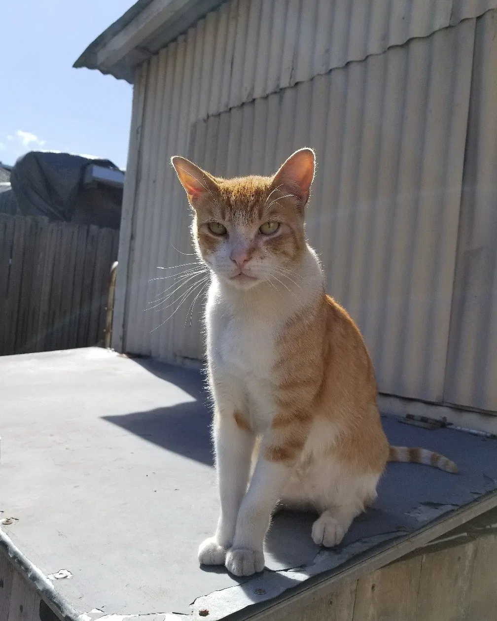 Lost cat in Rocklin, CA, 95677