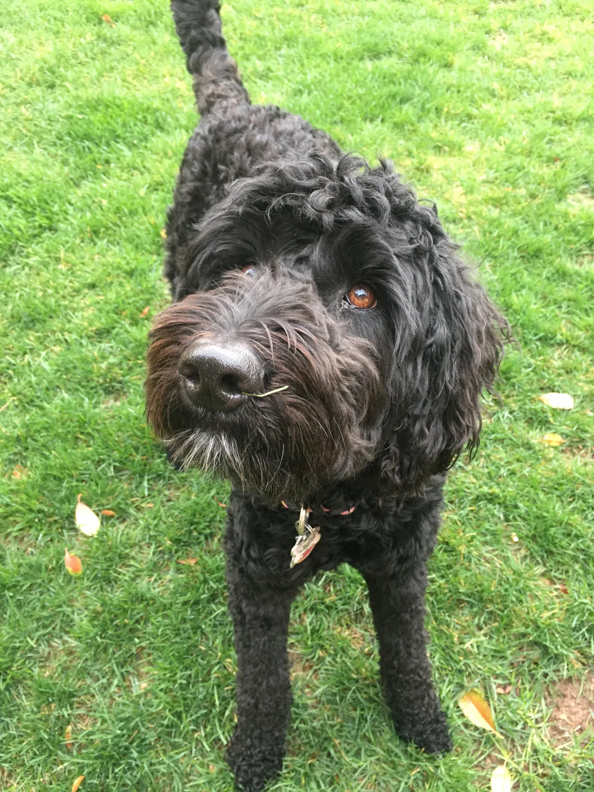 Lost dog in Washington, UT, 84780