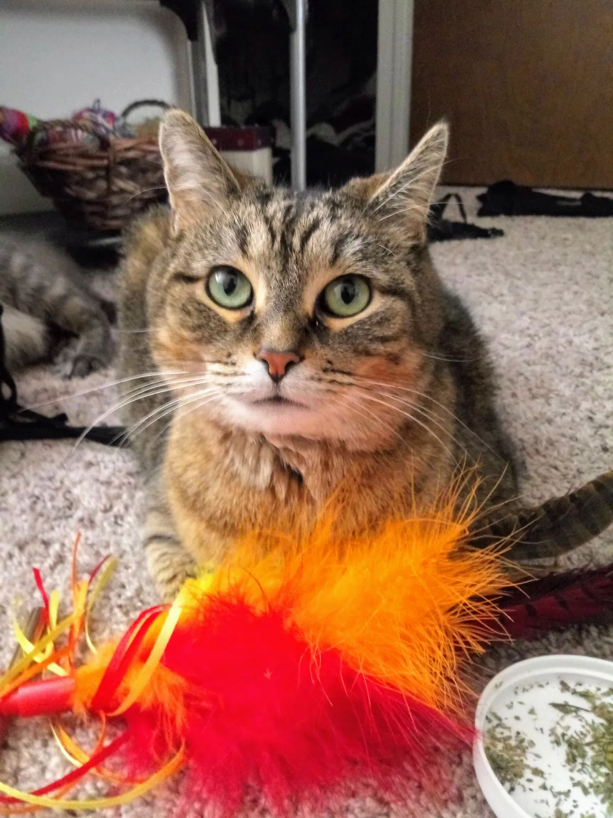 Lost cat in Muskegon, MI, 49441