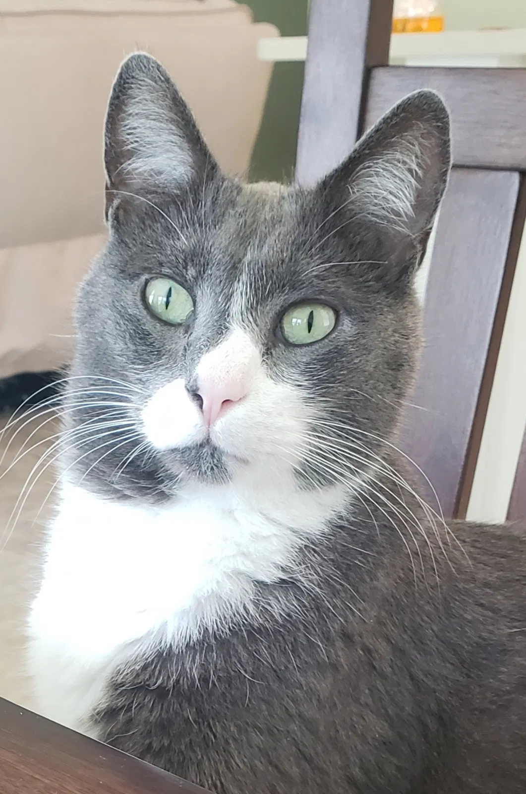 Lost cat in Clermont, FL, 34715
