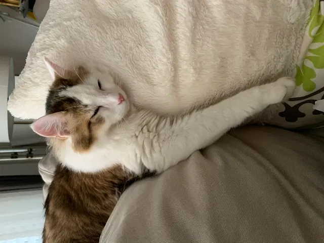 Lost cat in Dayton, OH, 45440