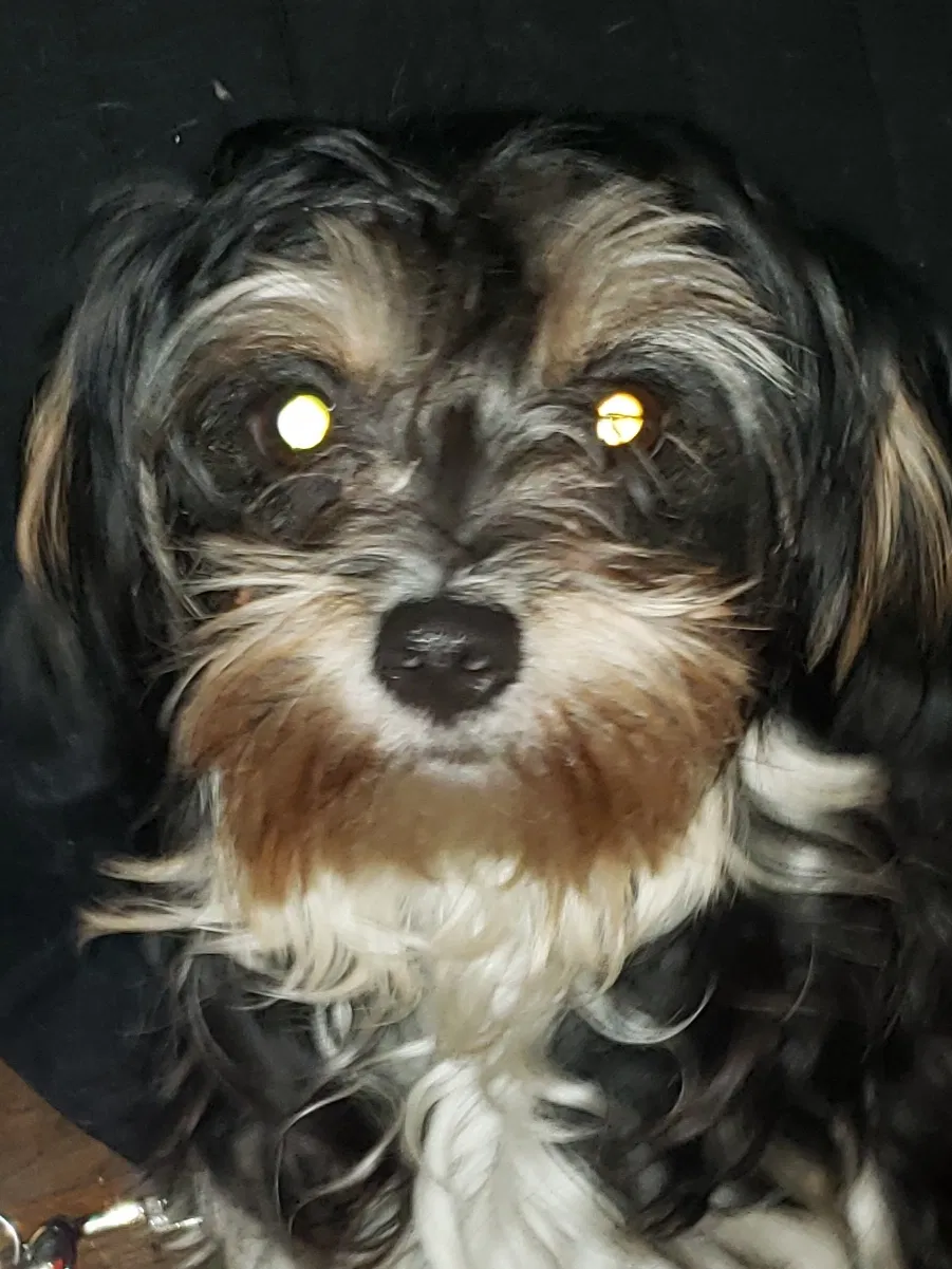 Lost dog in Los Angeles, CA, 90057
