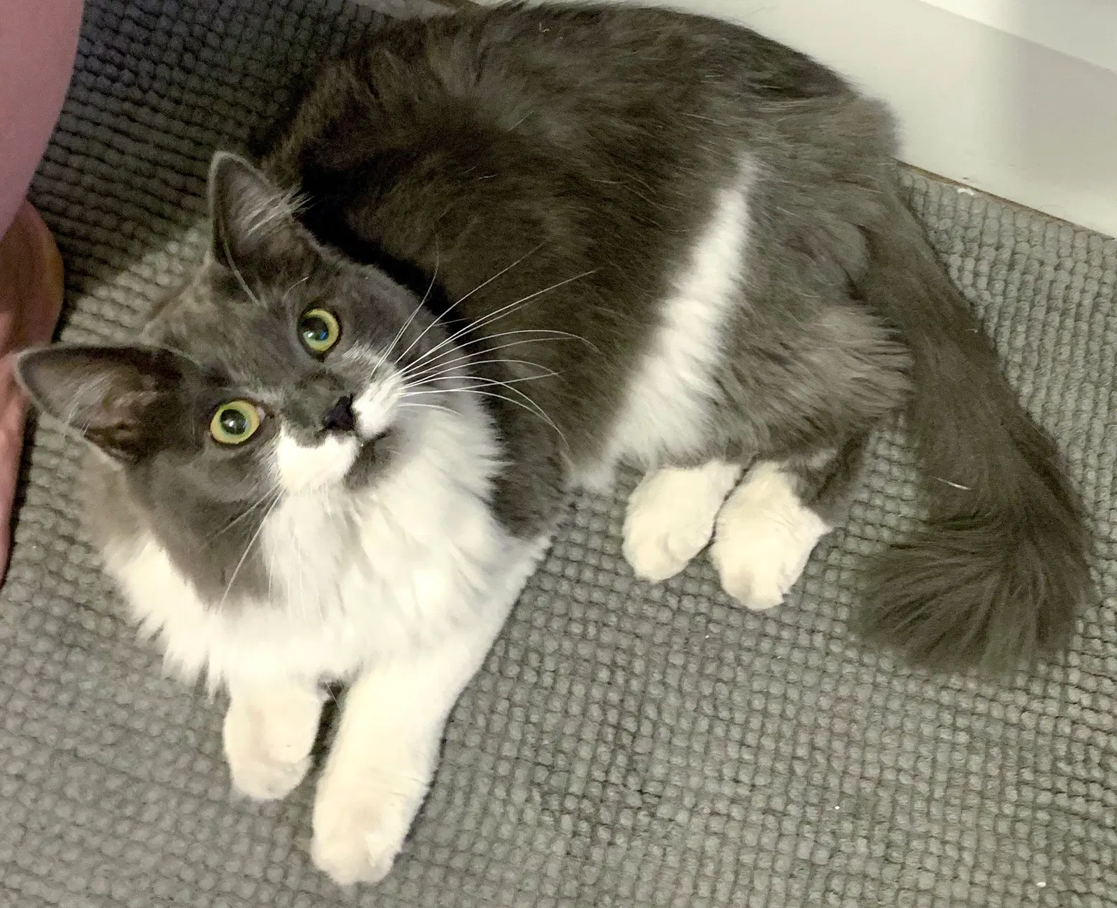 Lost cat in Cheyenne, WY, 82001
