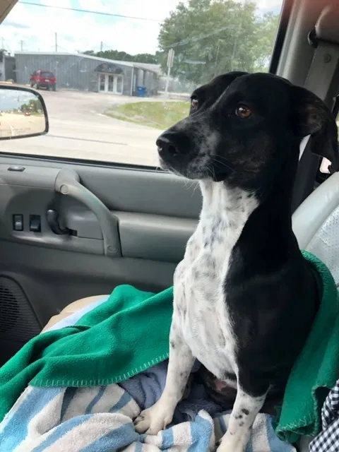 Lost dog in Vero Beach, FL, 32960