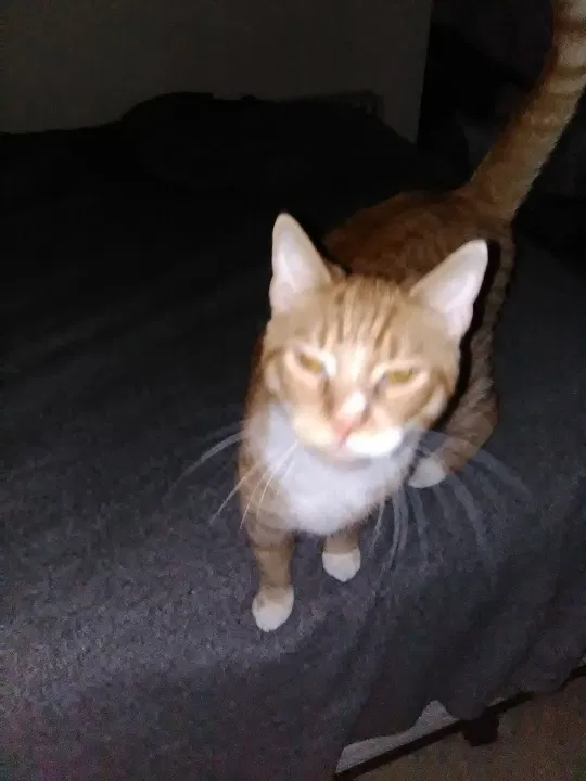 Lost cat in Lancaster, PA, 17601