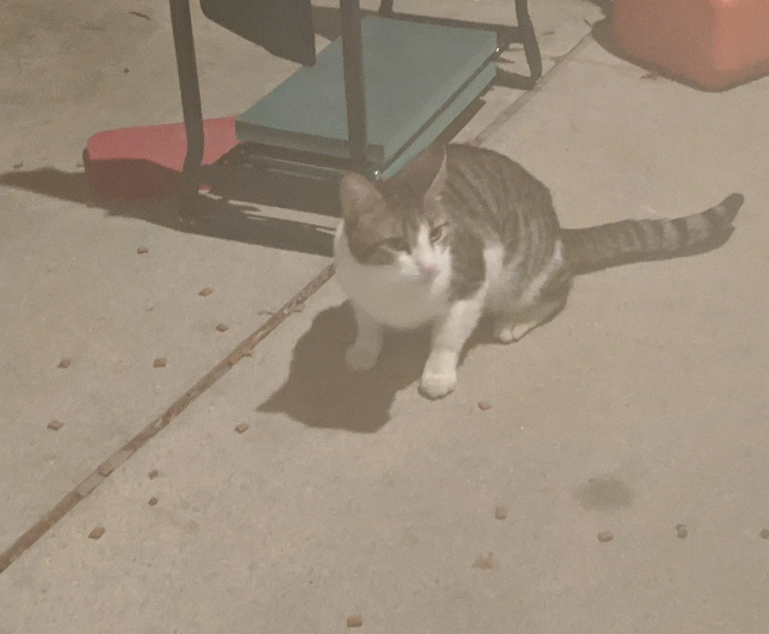 Found cat in Lancaster, PA, 17601