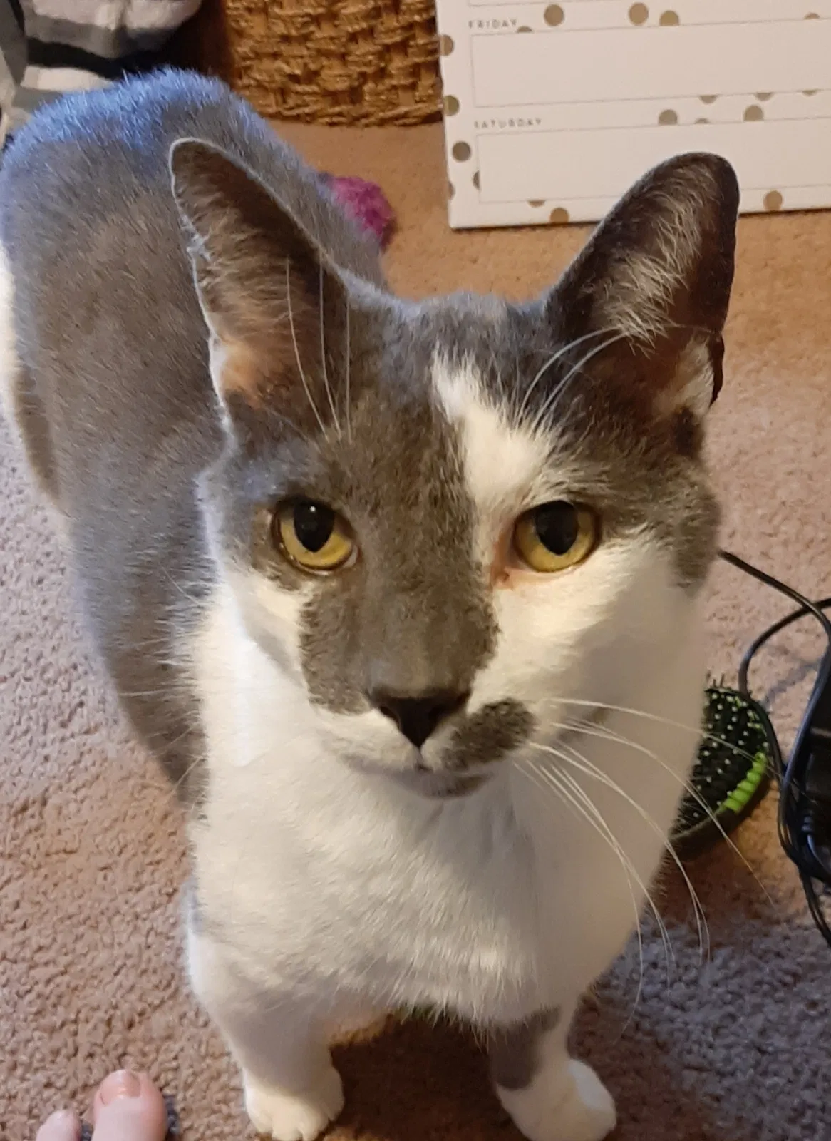 Lost cat in Bismarck, ND, 58501