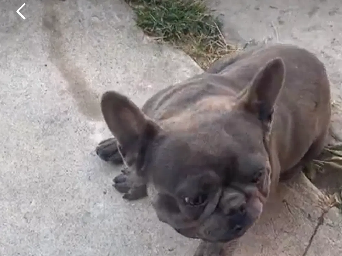 Lost dog in Long Beach, CA, 90810