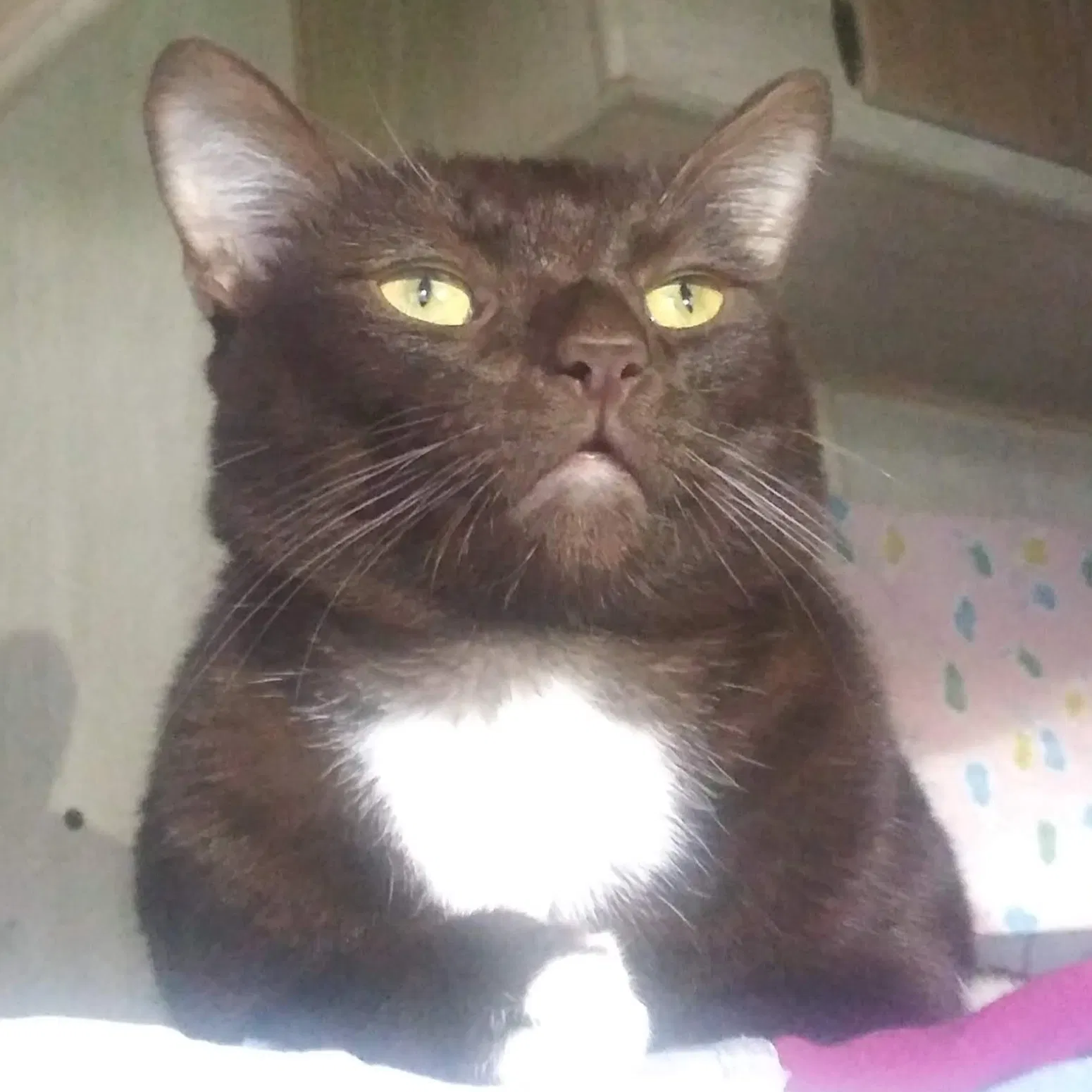Lost cat in Inglewood, CA, 90303