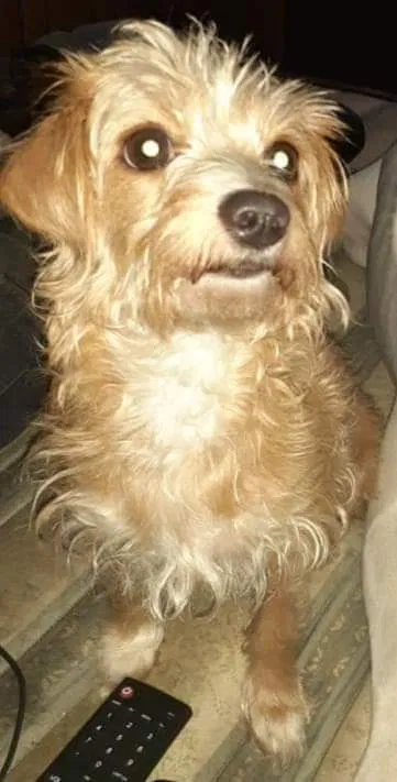 Lost dog in Cochran, GA, 31014