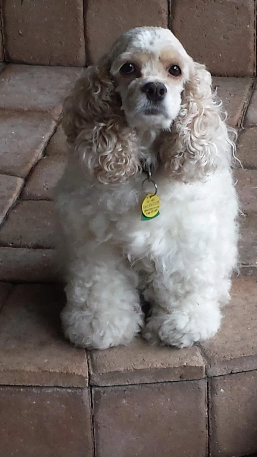 Lost dog in Orlando, FL, 32805