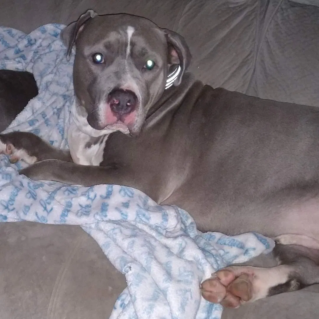 Lost dog in Fort Worth, TX, 76111