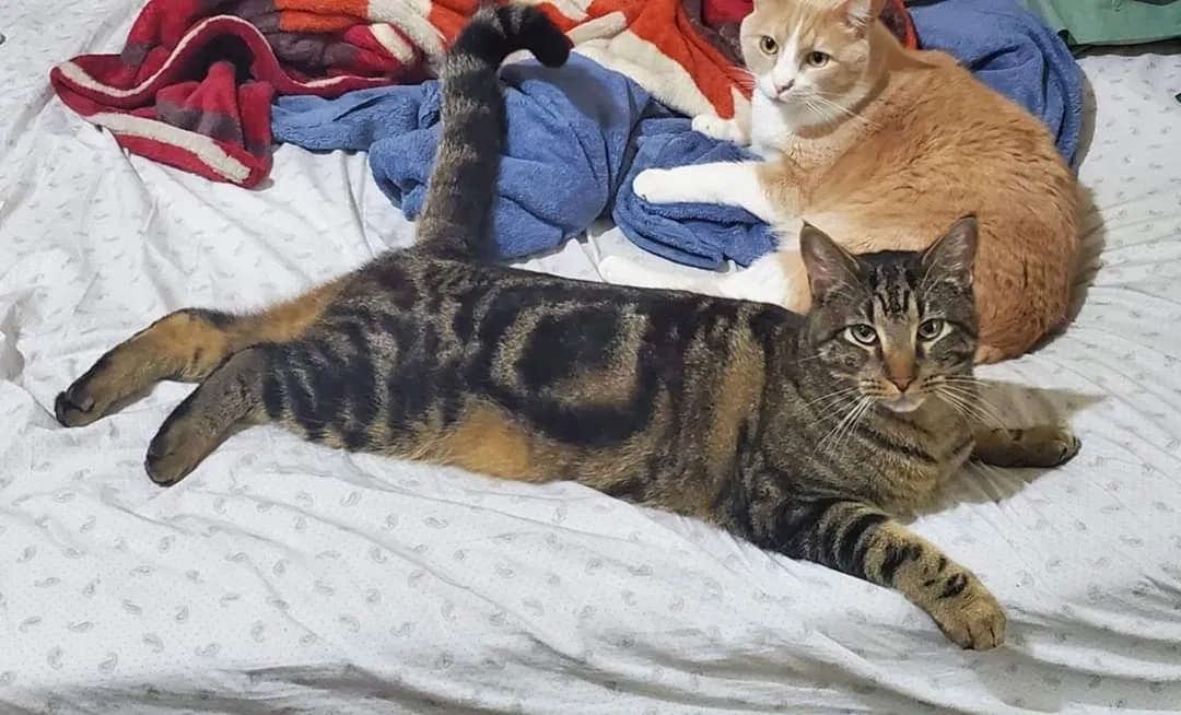 Lost cat in Baton Rouge, LA, 70809