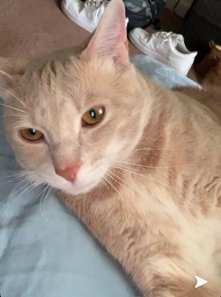 Lost cat in Murrells Inlet, SC, 29576