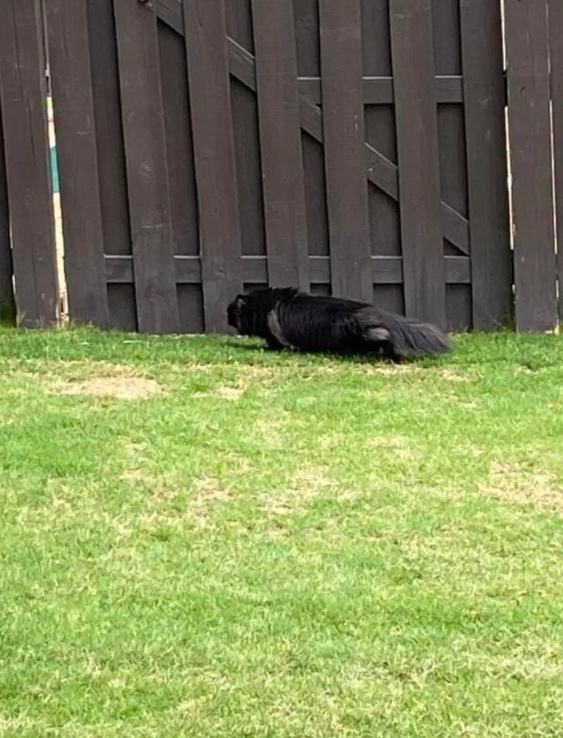 Lost cat in Acworth, GA, 30102