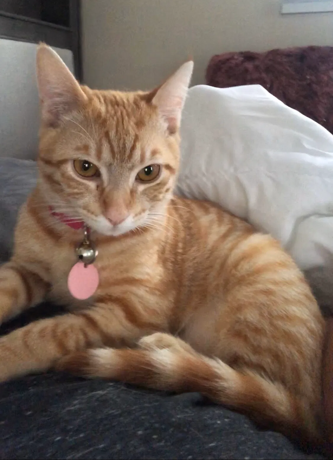 Lost cat in Fullerton, CA, 92833