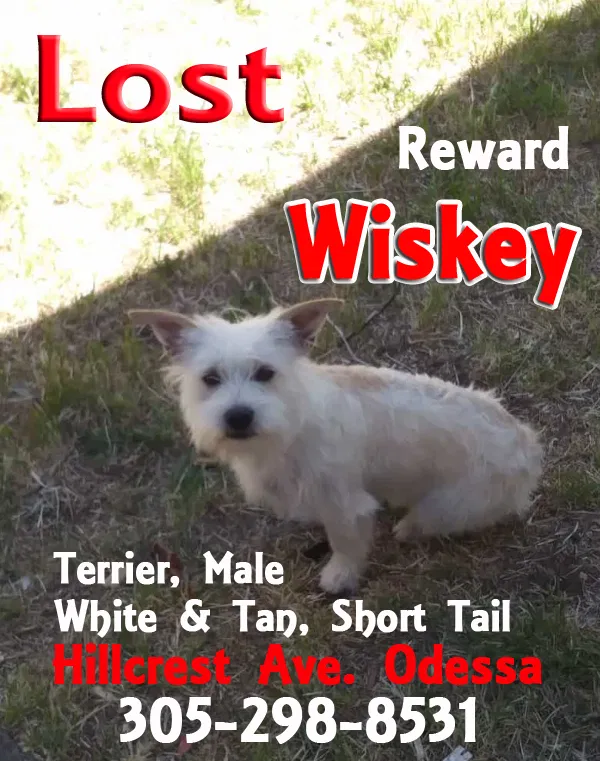 Lost dog in Odessa, TX, 79761
