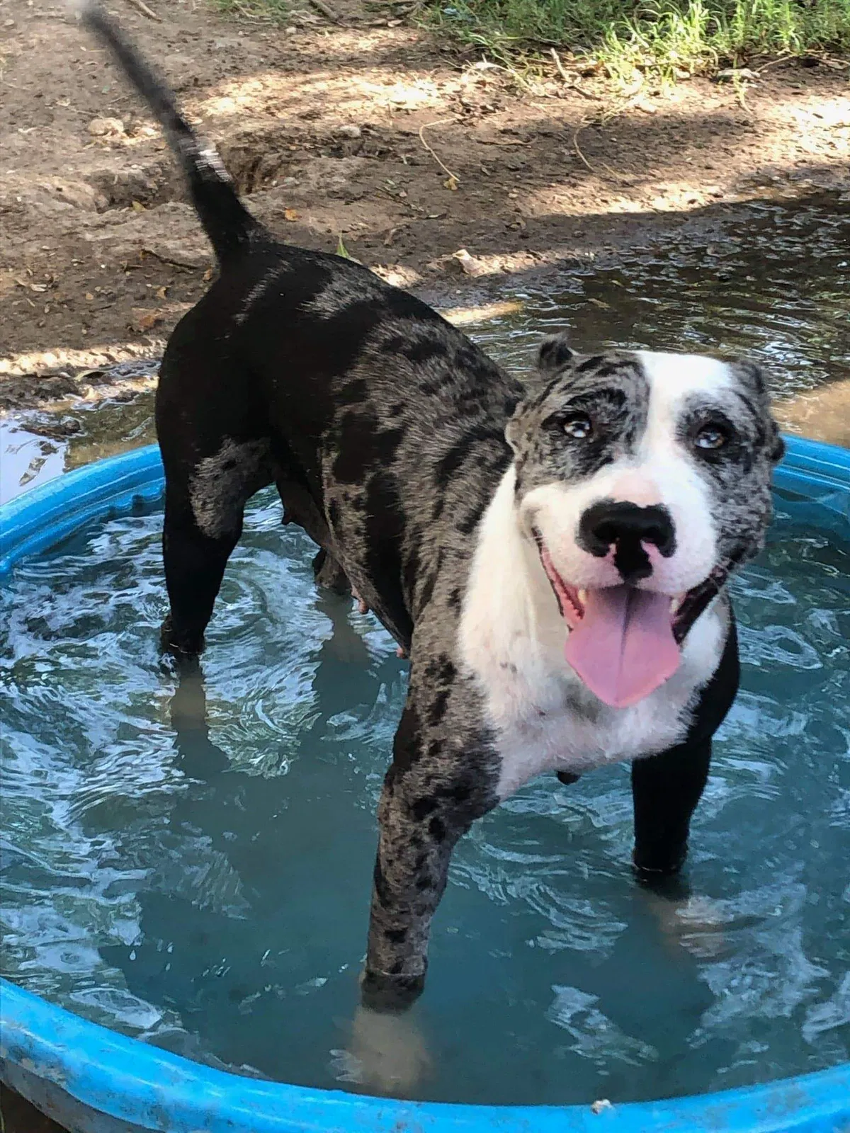 Lost dog in Edna, TX, 77957