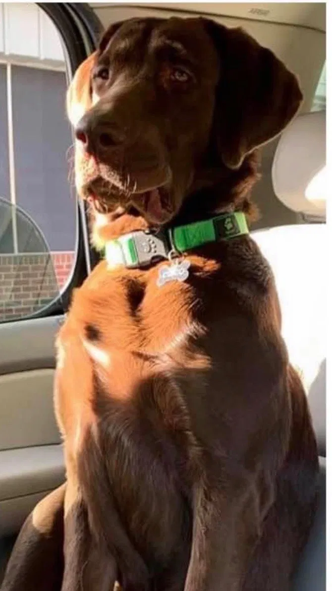 Lost dog in Trinity, AL, 35673