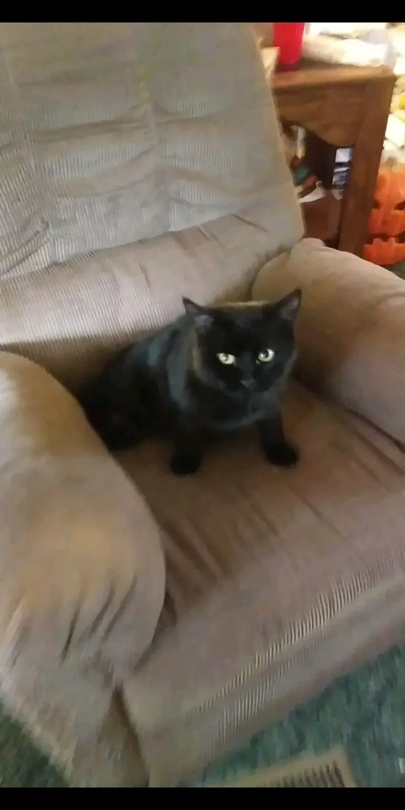 Lost cat in Lehi, UT, 84043