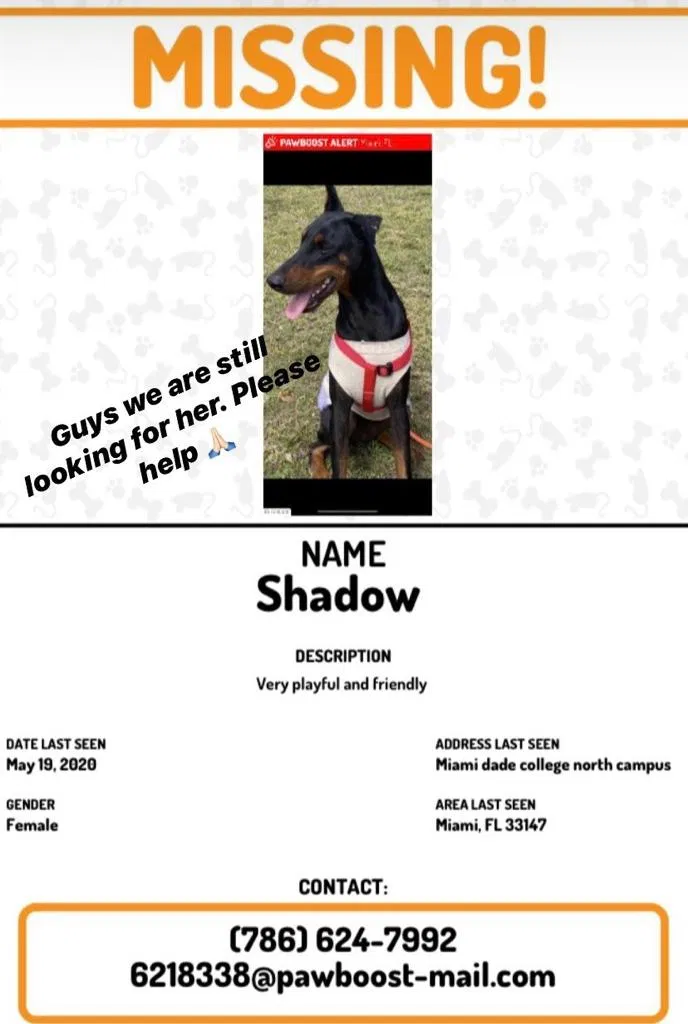 Lost dog in Miami, FL, 33147