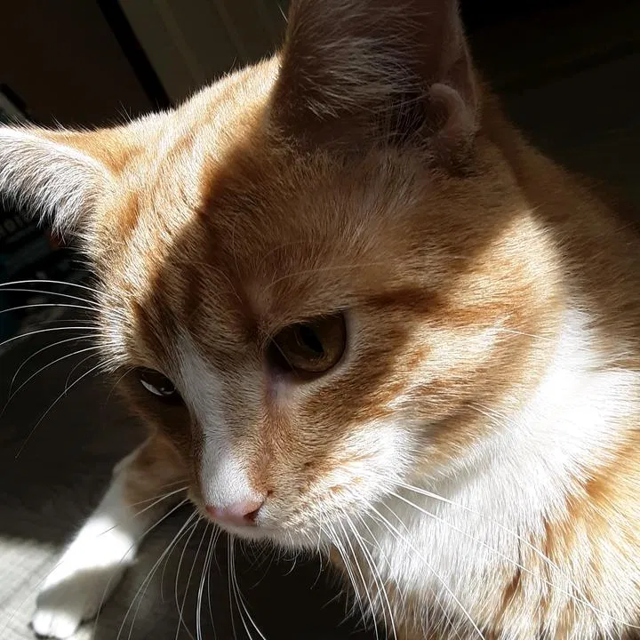 Lost cat in Mckeesport, PA, 15132