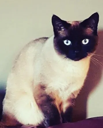 Lost cat in Canonsburg, PA, 15317