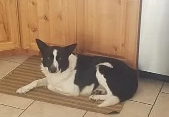 Lost dog in Nampa, ID, 83651