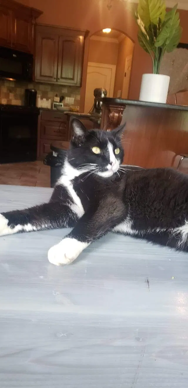 Lost cat in Bossier City, LA, 71111
