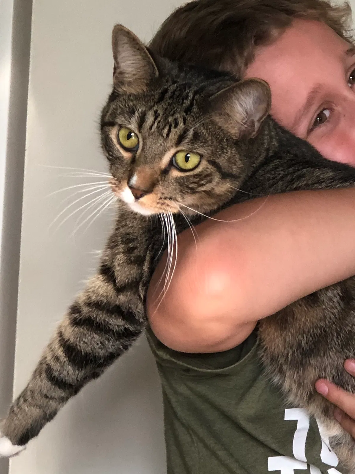 Lost cat in Casselberry, FL, 32707