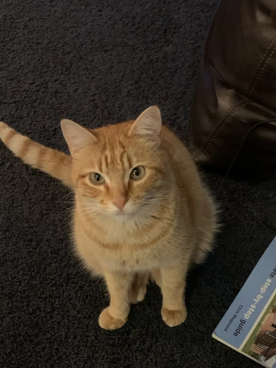 Lost cat in Conway, AR, 72034