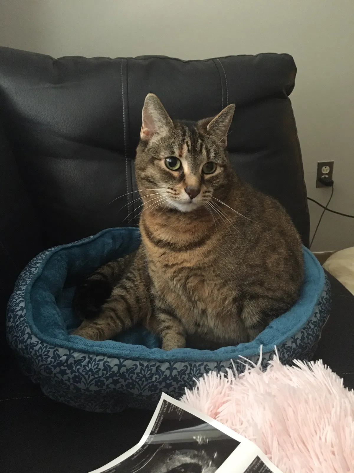 Lost cat in Shreveport, LA, 71104